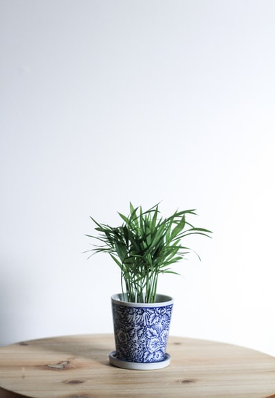 绿色植物在白色和蓝色陶瓷锅

